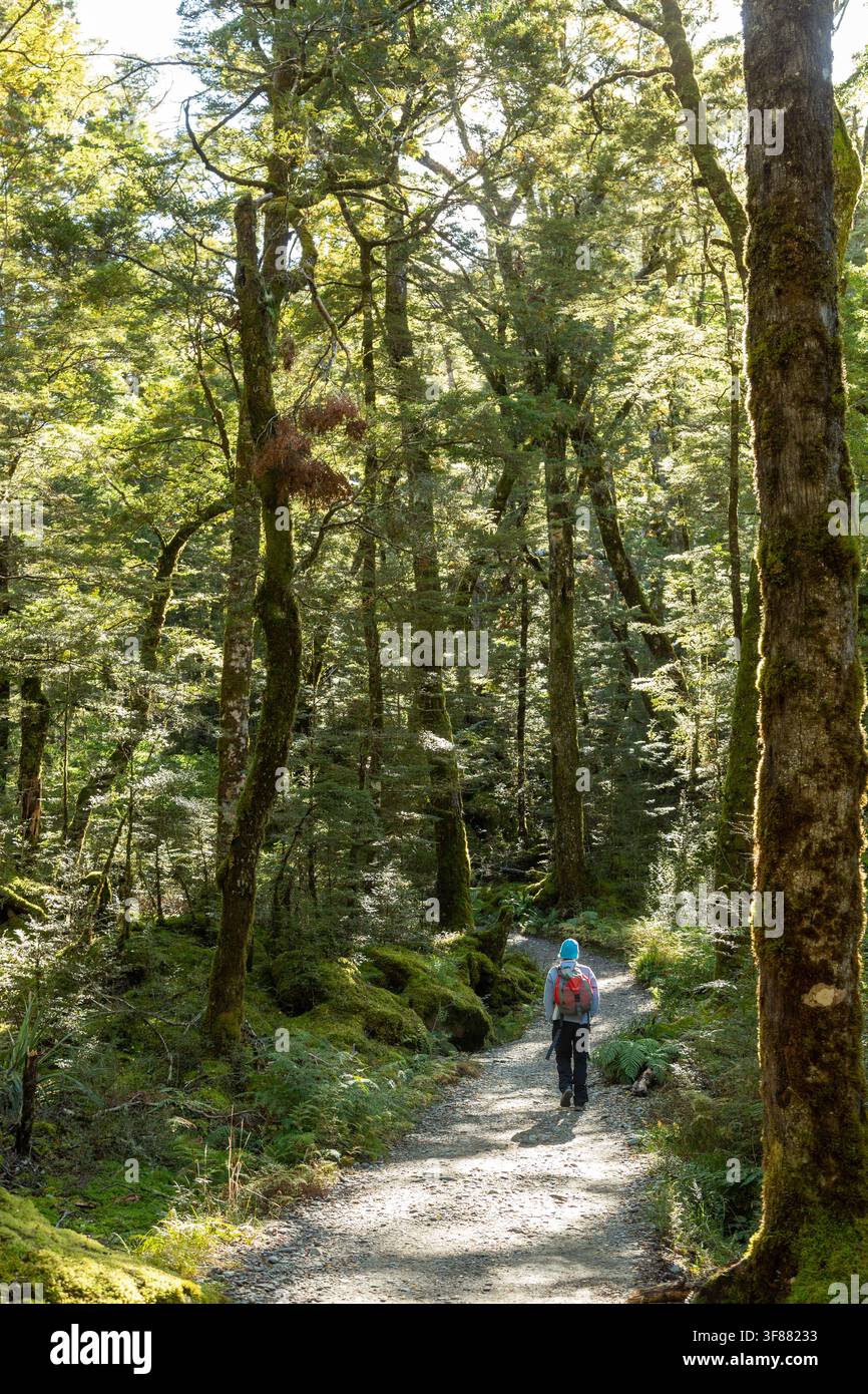 Il Routeburn Track attraverso una fitta foresta sulla strada per il Routeburn Flats Hut nel Parco Nazionale del Monte Aspiring, Nuova Zelanda Foto Stock