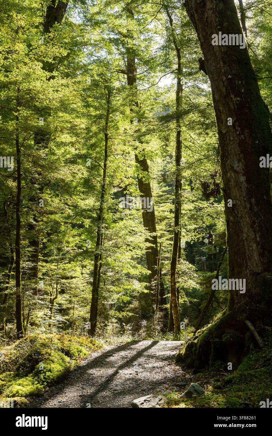 Il Routeburn Track attraverso una fitta foresta sulla strada per il Routeburn Flats Hut nel Parco Nazionale del Monte Aspiring, Nuova Zelanda Foto Stock