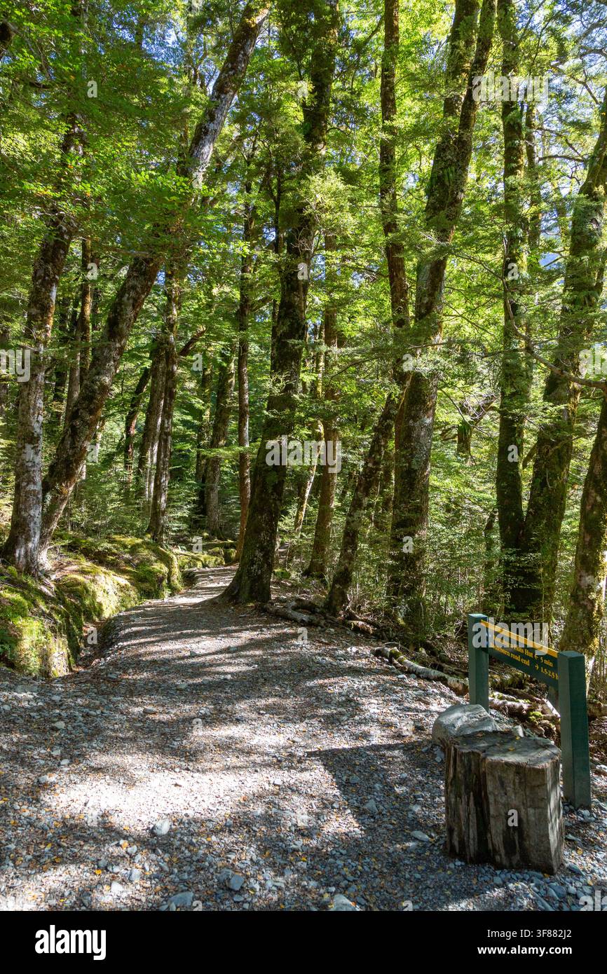 Il Routeburn Track attraverso una fitta foresta sulla strada per il Routeburn Flats Hut nel Parco Nazionale del Monte Aspiring, Nuova Zelanda Foto Stock