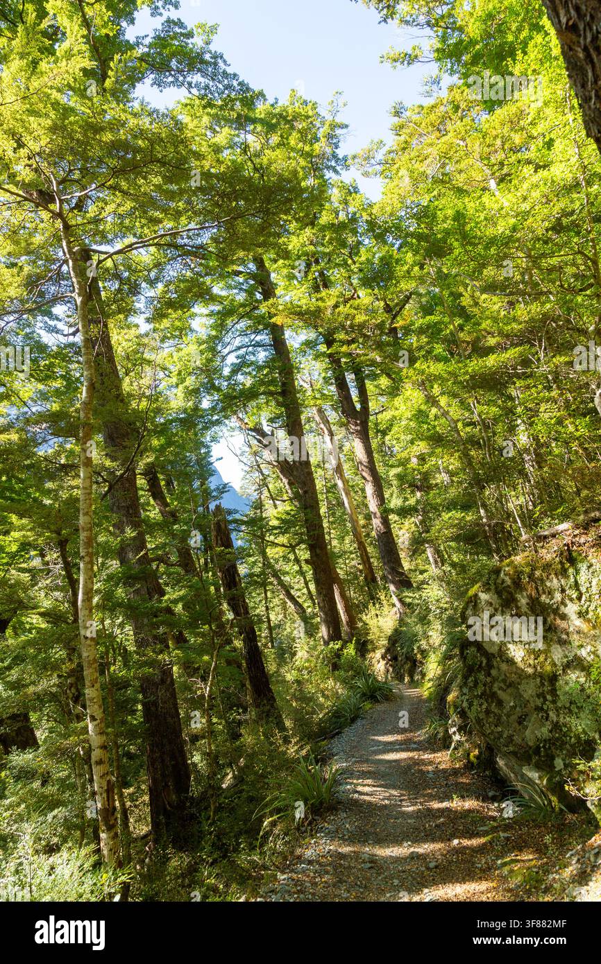Il Routeburn Track attraverso una fitta foresta sulla strada per il Routeburn Flats Hut nel Parco Nazionale del Monte Aspiring, Nuova Zelanda Foto Stock