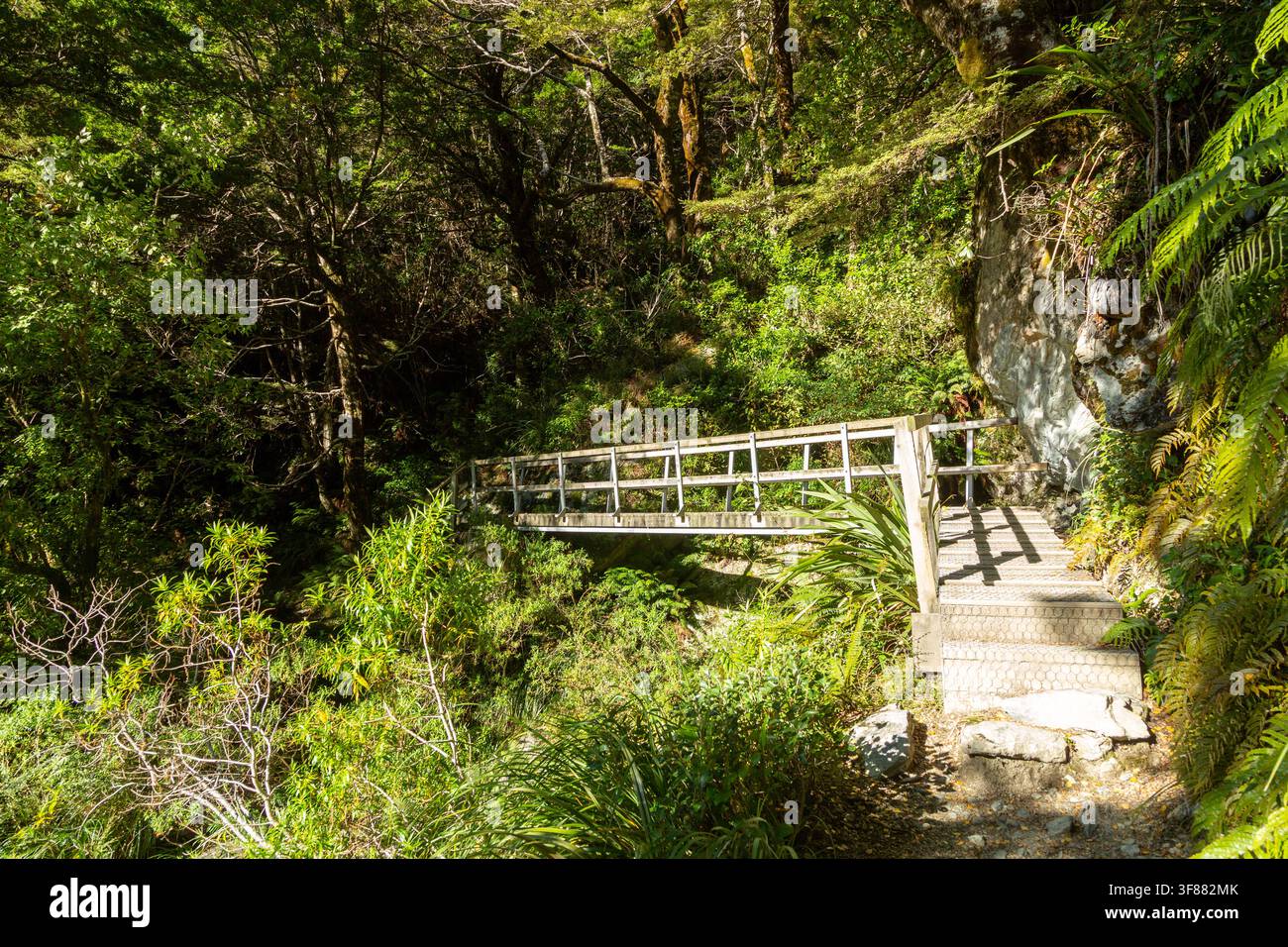 Il Routeburn Track attraverso una fitta foresta sulla strada per il Routeburn Flats Hut nel Parco Nazionale del Monte Aspiring, Nuova Zelanda Foto Stock