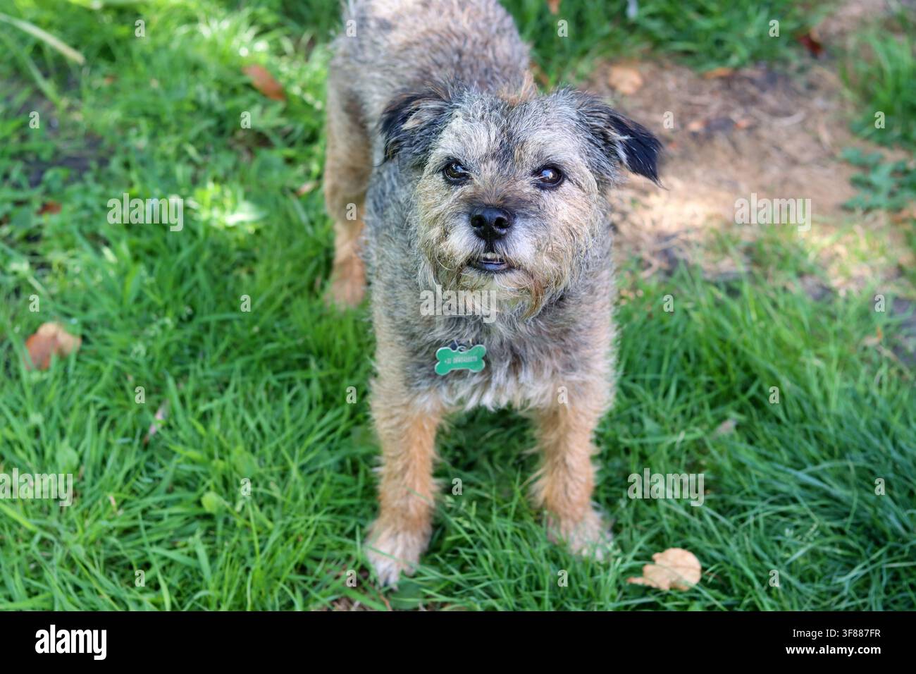Ritratto di un cane anziano Border terrier che gioca nel campo. Concetto di animale domestico sano. Foto Stock