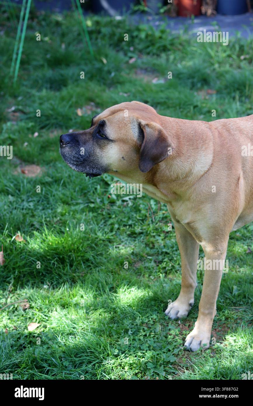 Cane Boxer che cammina nell'erba verde, primo piano della foto. Concetto di vita sana per animali domestici. Foto Stock