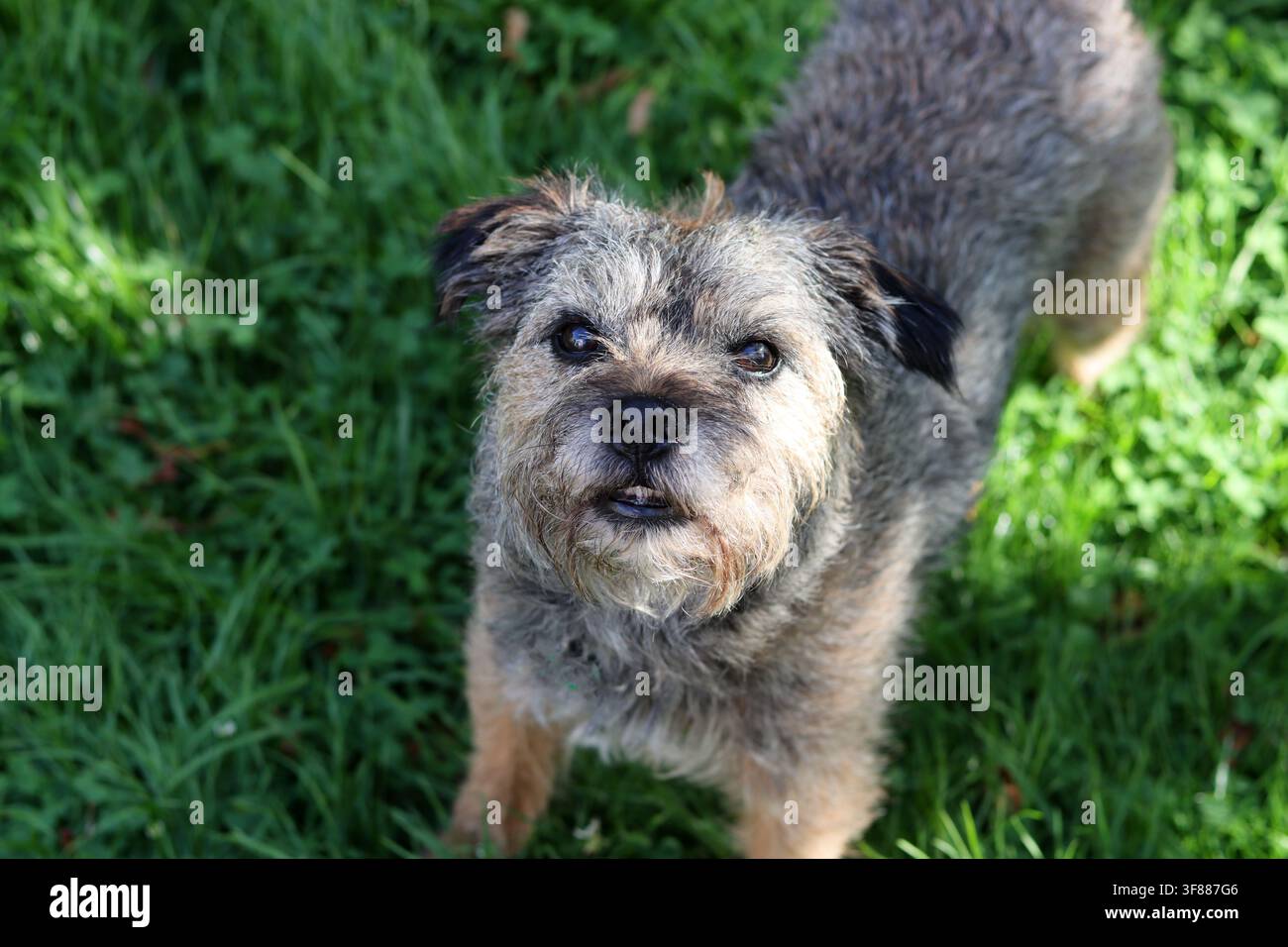 Ritratto di un cane anziano Border terrier che gioca nel campo. Concetto di animale domestico sano. Foto Stock