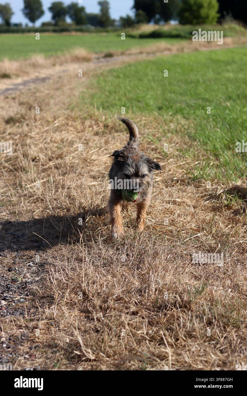Ritratto di un cane anziano Border terrier che gioca nel campo. Concetto di animale domestico sano. Foto Stock