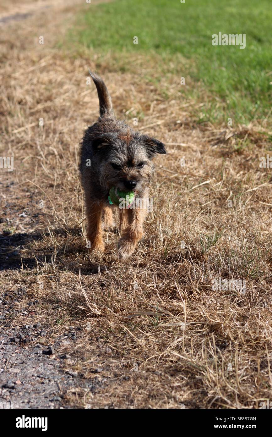 Ritratto di un cane anziano Border terrier che gioca nel campo. Concetto di animale domestico sano. Foto Stock