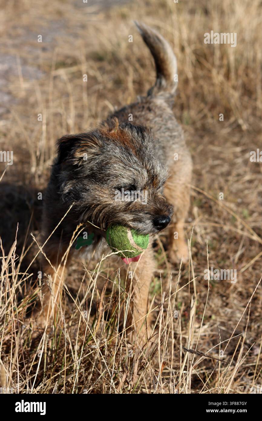 Ritratto di un cane anziano Border terrier che gioca nel campo. Concetto di animale domestico sano. Foto Stock