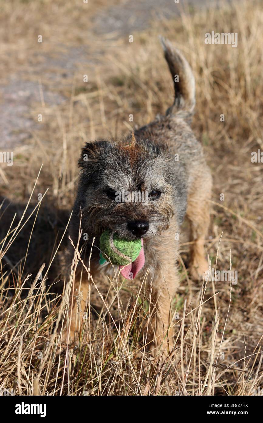 Ritratto di un cane anziano Border terrier che gioca nel campo. Concetto di animale domestico sano. Foto Stock