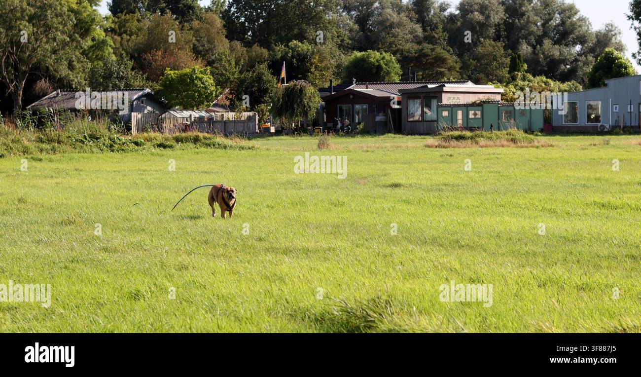Cane Boxer che cammina nell'erba verde, primo piano della foto. Concetto di vita sana per animali domestici. Foto Stock