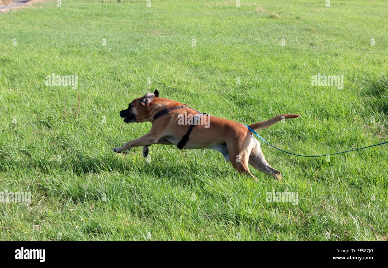 Cane Boxer che cammina nell'erba verde, primo piano della foto. Concetto di vita sana per animali domestici. Foto Stock