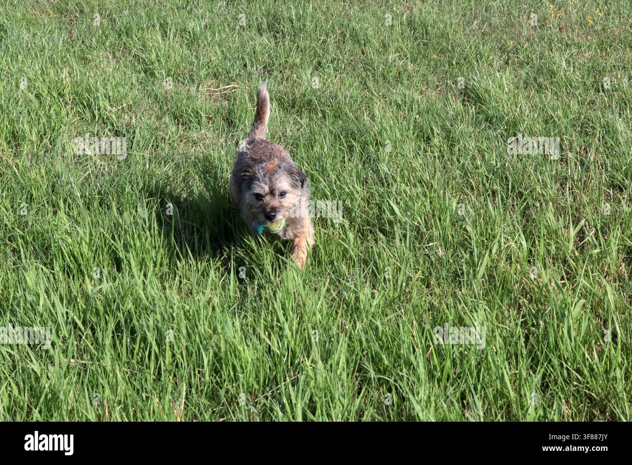 Ritratto di un cane anziano Border terrier che gioca nel campo. Concetto di animale domestico sano. Foto Stock
