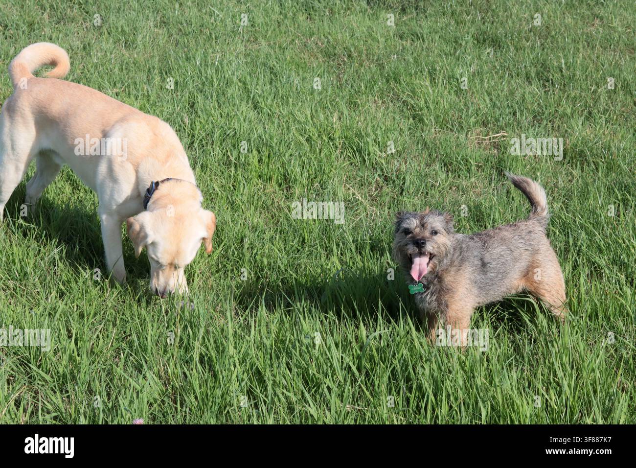 Golden Retriever e cane Boxer in giardino. Due grandi cani carini che giocano insieme. Concetto di migliori amici. Foto Stock
