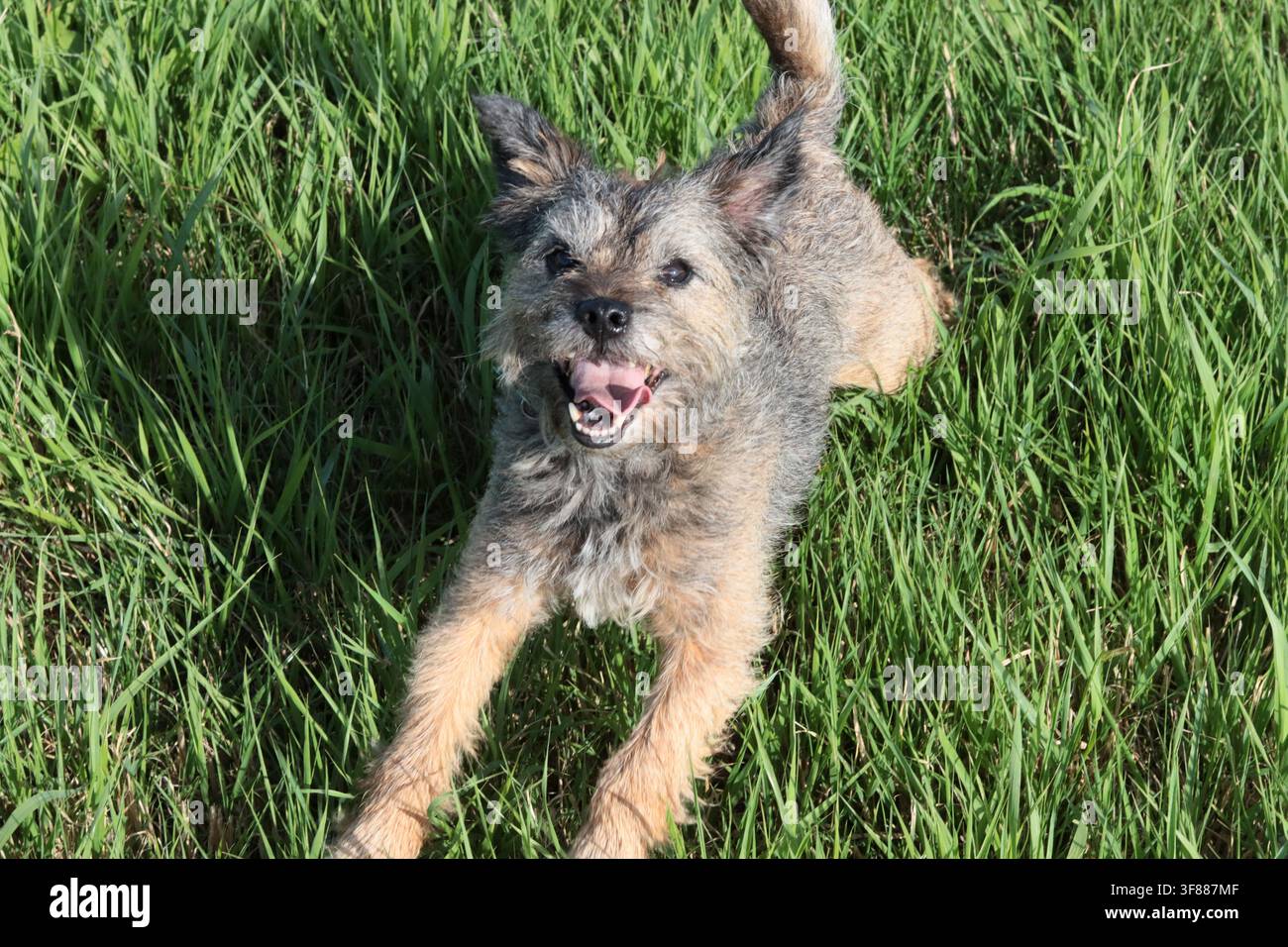 Ritratto di un cane anziano Border terrier che gioca nel campo. Concetto di animale domestico sano. Foto Stock