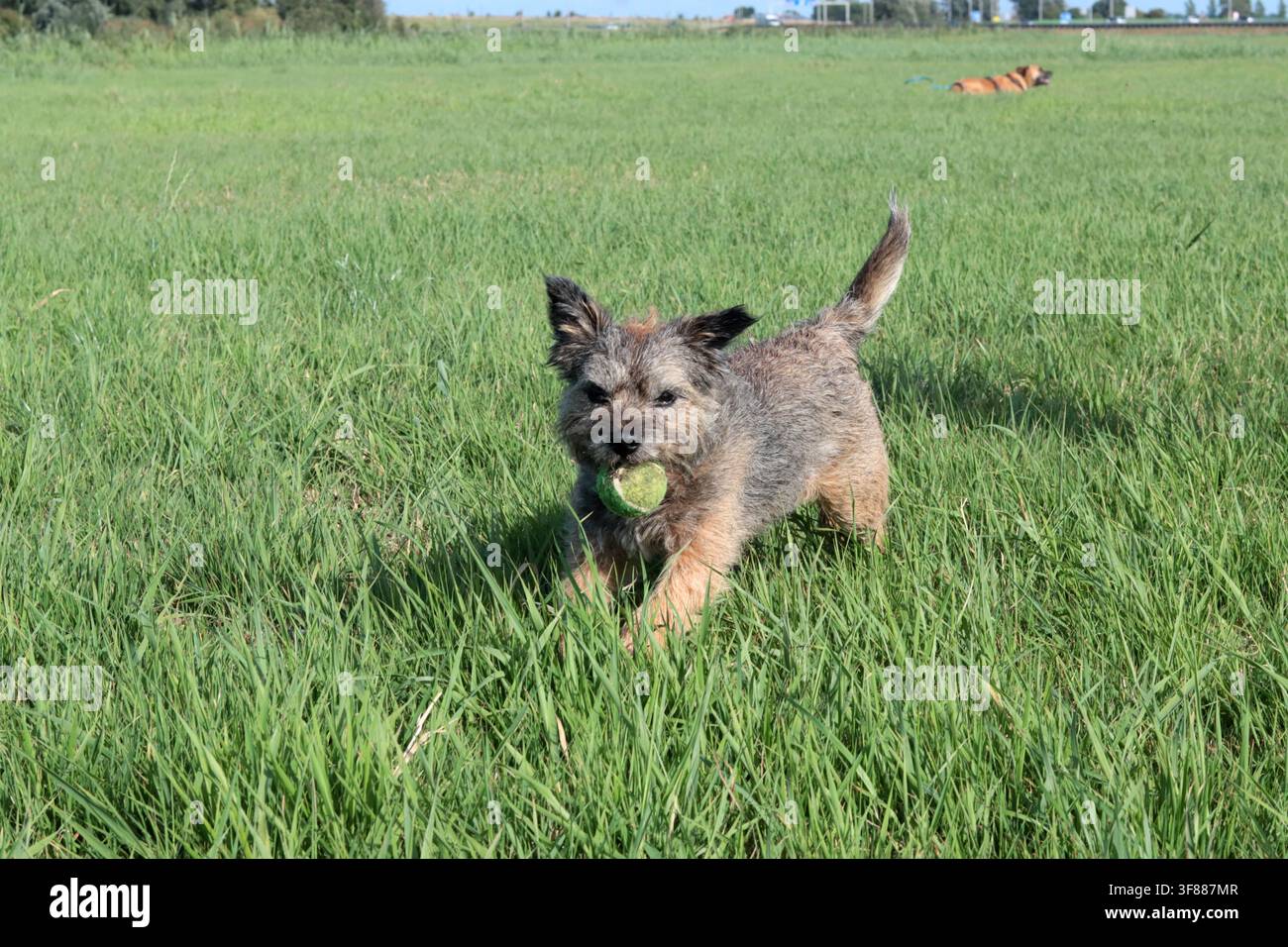 Ritratto di un cane anziano Border terrier che gioca nel campo. Concetto di animale domestico sano. Foto Stock