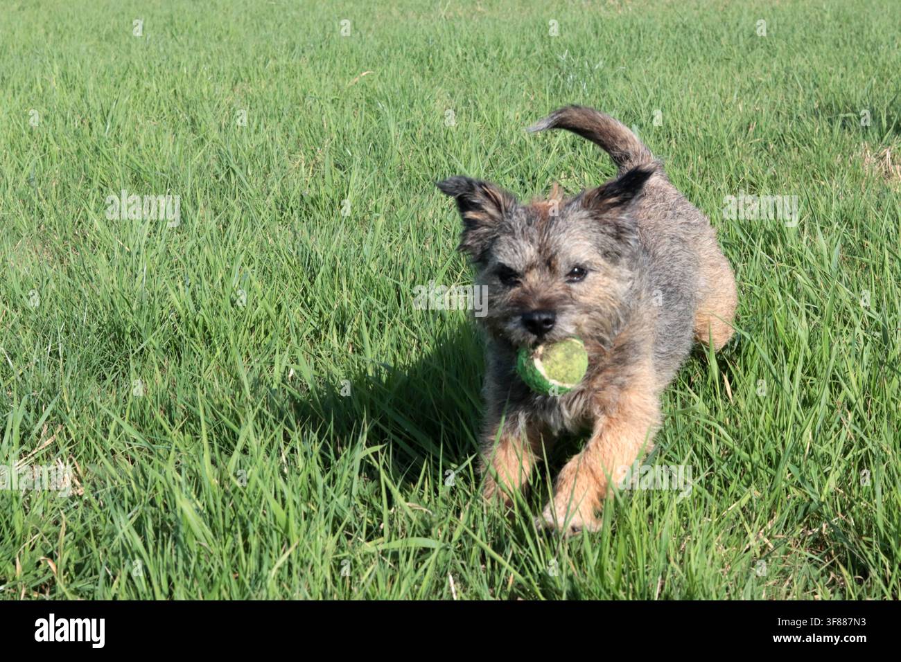 Ritratto di un cane anziano Border terrier che gioca nel campo. Concetto di animale domestico sano. Foto Stock