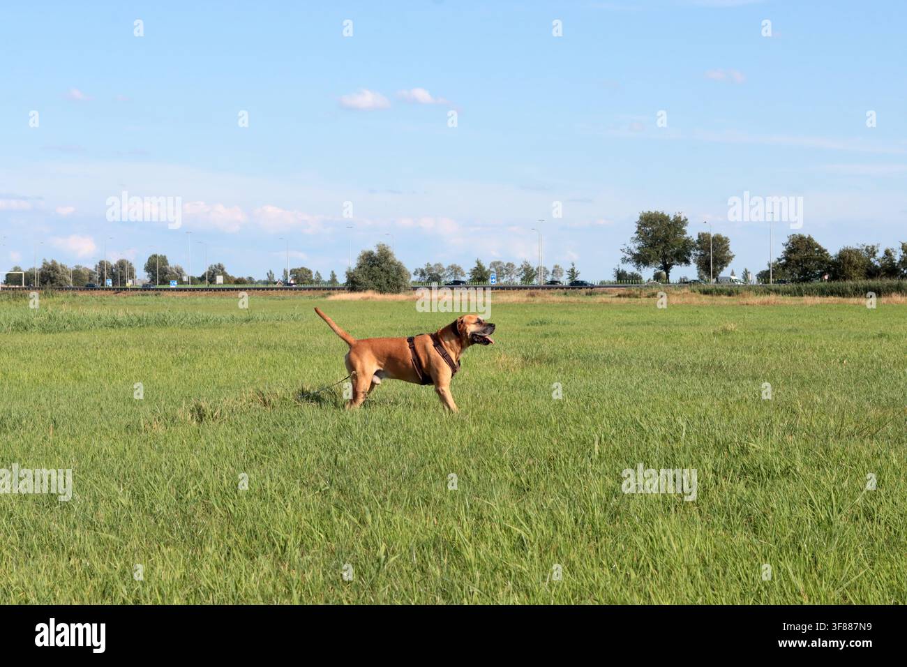 Cane Boxer che cammina nell'erba verde, primo piano della foto. Concetto di vita sana per animali domestici. Foto Stock