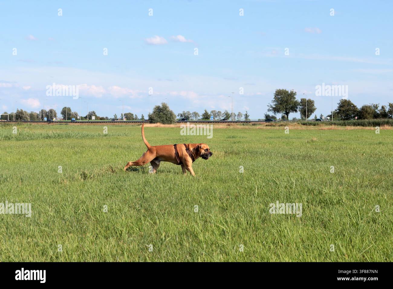 Cane Boxer che cammina nell'erba verde, primo piano della foto. Concetto di vita sana per animali domestici. Foto Stock