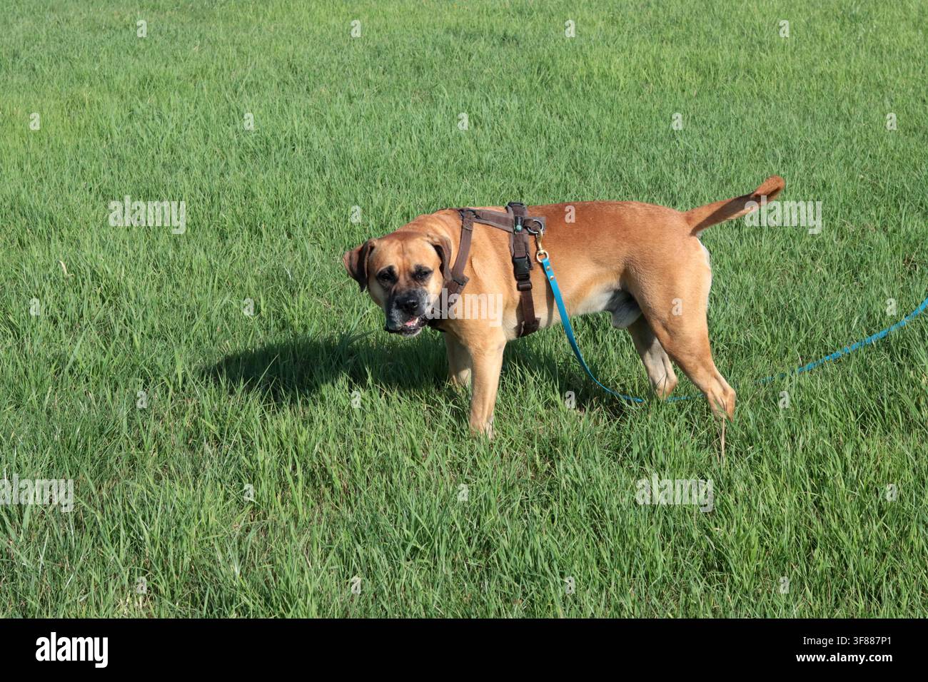 Cane Boxer che cammina nell'erba verde, primo piano della foto. Concetto di vita sana per animali domestici. Foto Stock