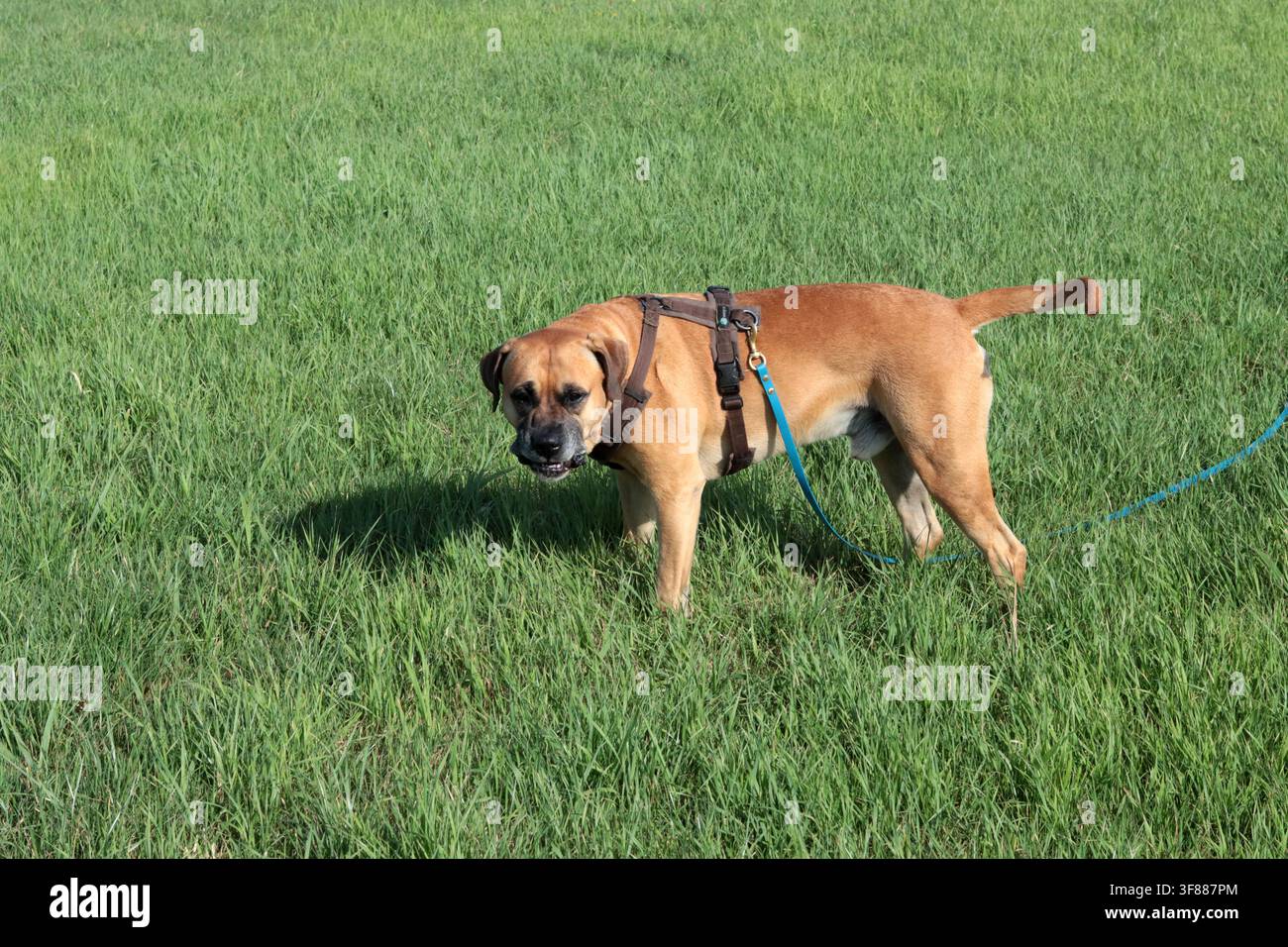 Cane Boxer che cammina nell'erba verde, primo piano della foto. Concetto di vita sana per animali domestici. Foto Stock