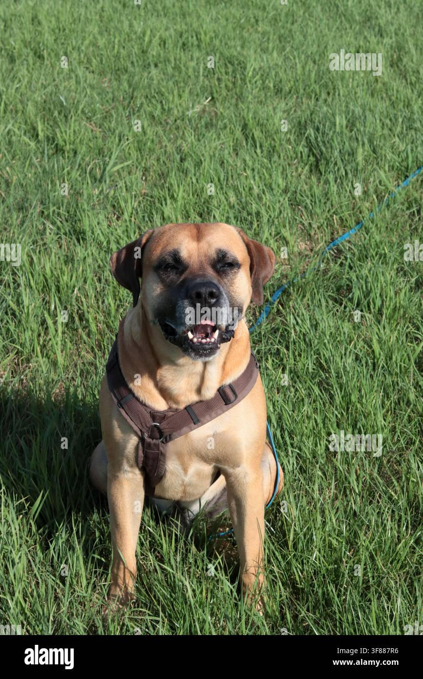 Cane Boxer che cammina nell'erba verde, primo piano della foto. Concetto di vita sana per animali domestici. Foto Stock