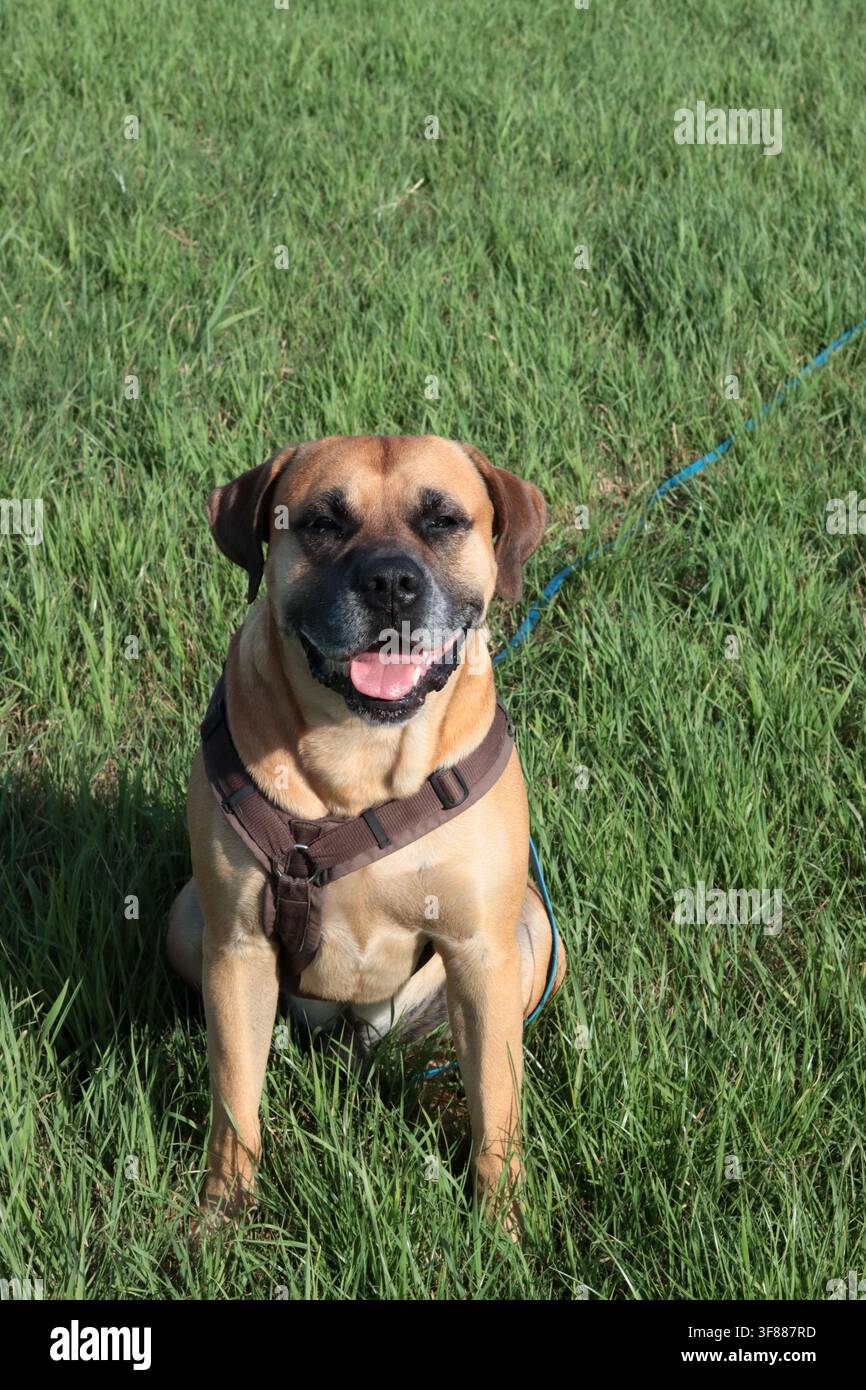 Cane Boxer che cammina nell'erba verde, primo piano della foto. Concetto di vita sana per animali domestici. Foto Stock