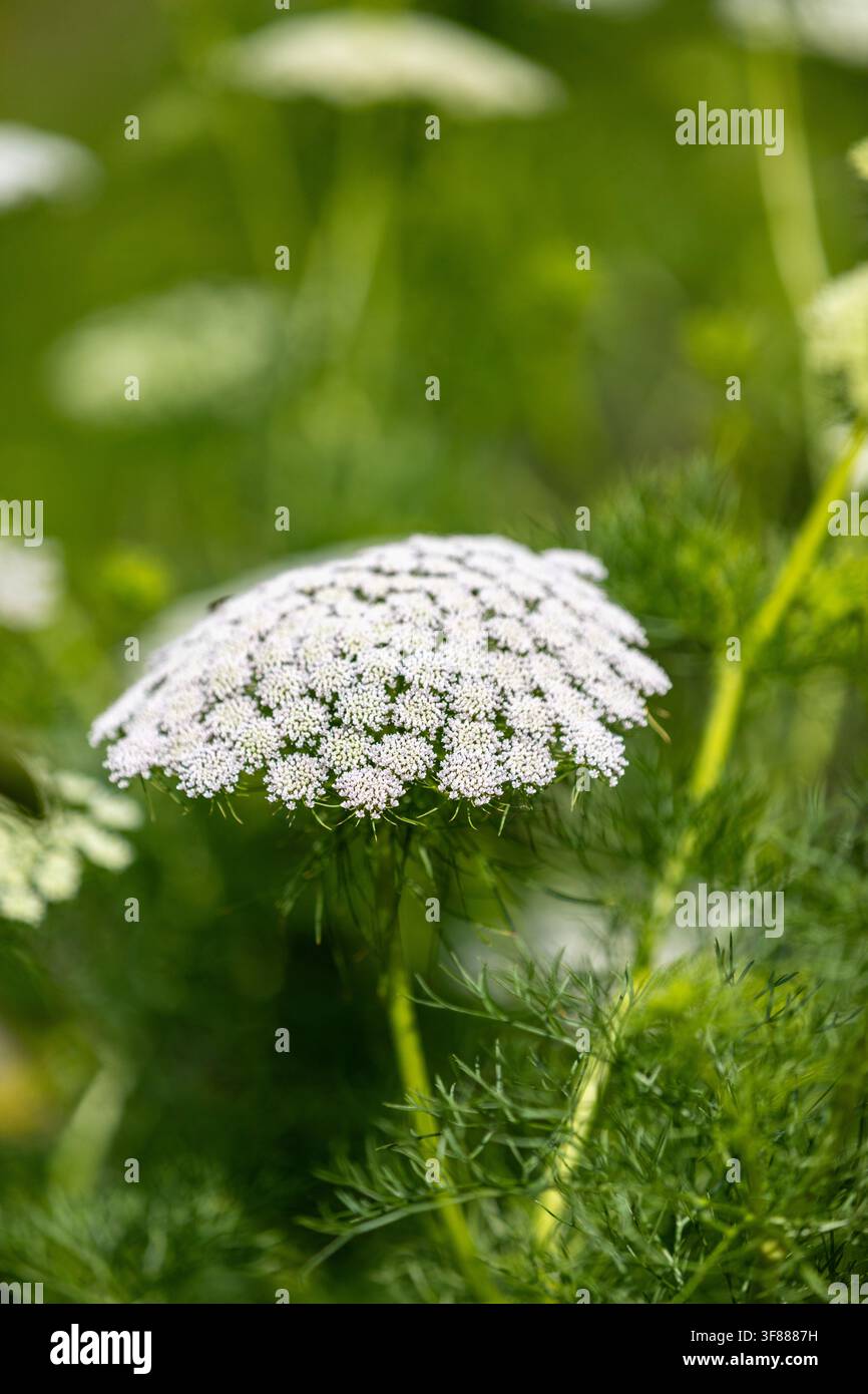 Primo piano di fiori bianchi di Ammi visnaga, falso prezzemolo della regina Anna, che sbocciano in un campo estivo. Foto Stock