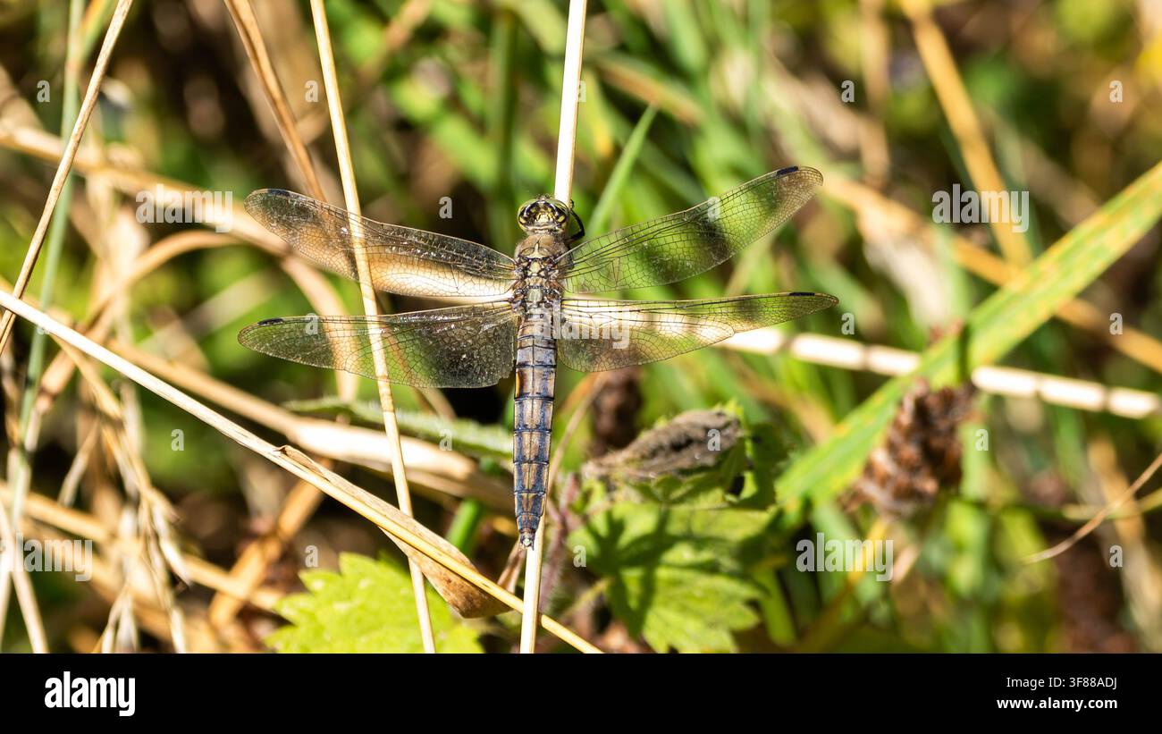 Biodiversità - Orthetrum cancellatum - Agrione dalla coda nera a riposo nell'erba. Foto di alta qualità Foto Stock