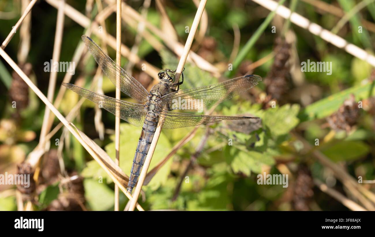 Biodiversità - Orthetrum cancellatum - Agrione dalla coda nera a riposo nell'erba. Foto di alta qualità Foto Stock