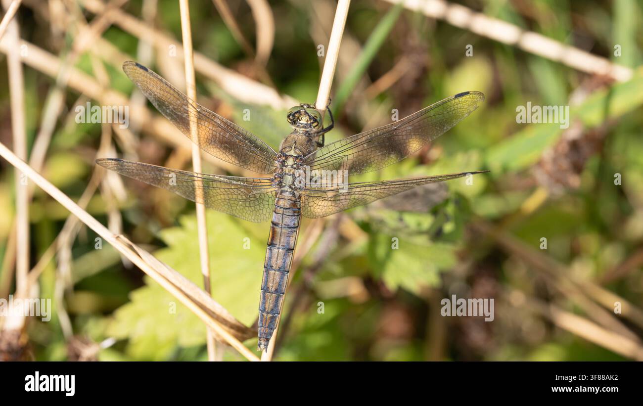 Biodiversità - Orthetrum cancellatum - Agrione dalla coda nera a riposo nell'erba. Foto di alta qualità Foto Stock