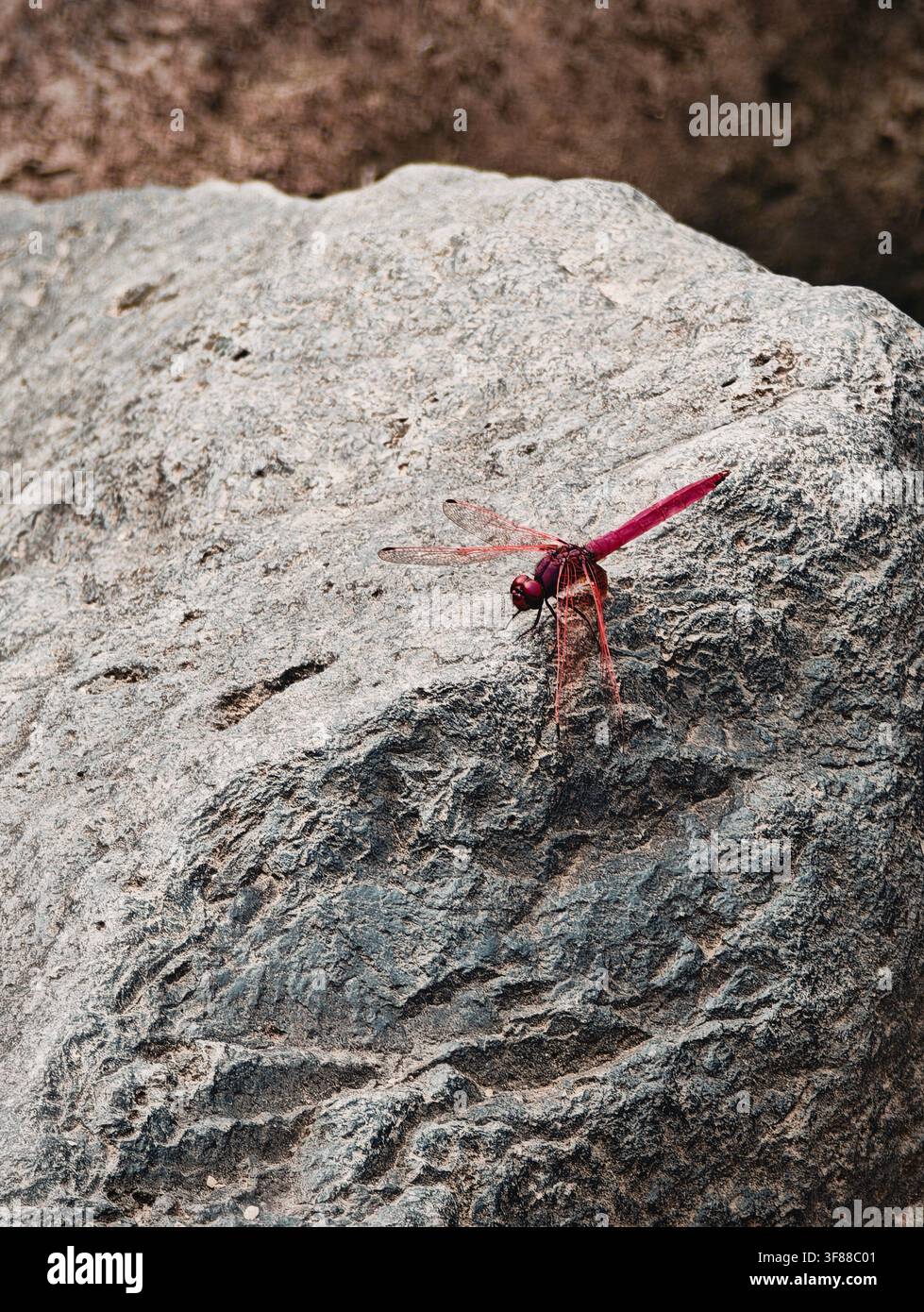 La libellula si è posata sulla roccia - Immagine stock catturata con smartphone