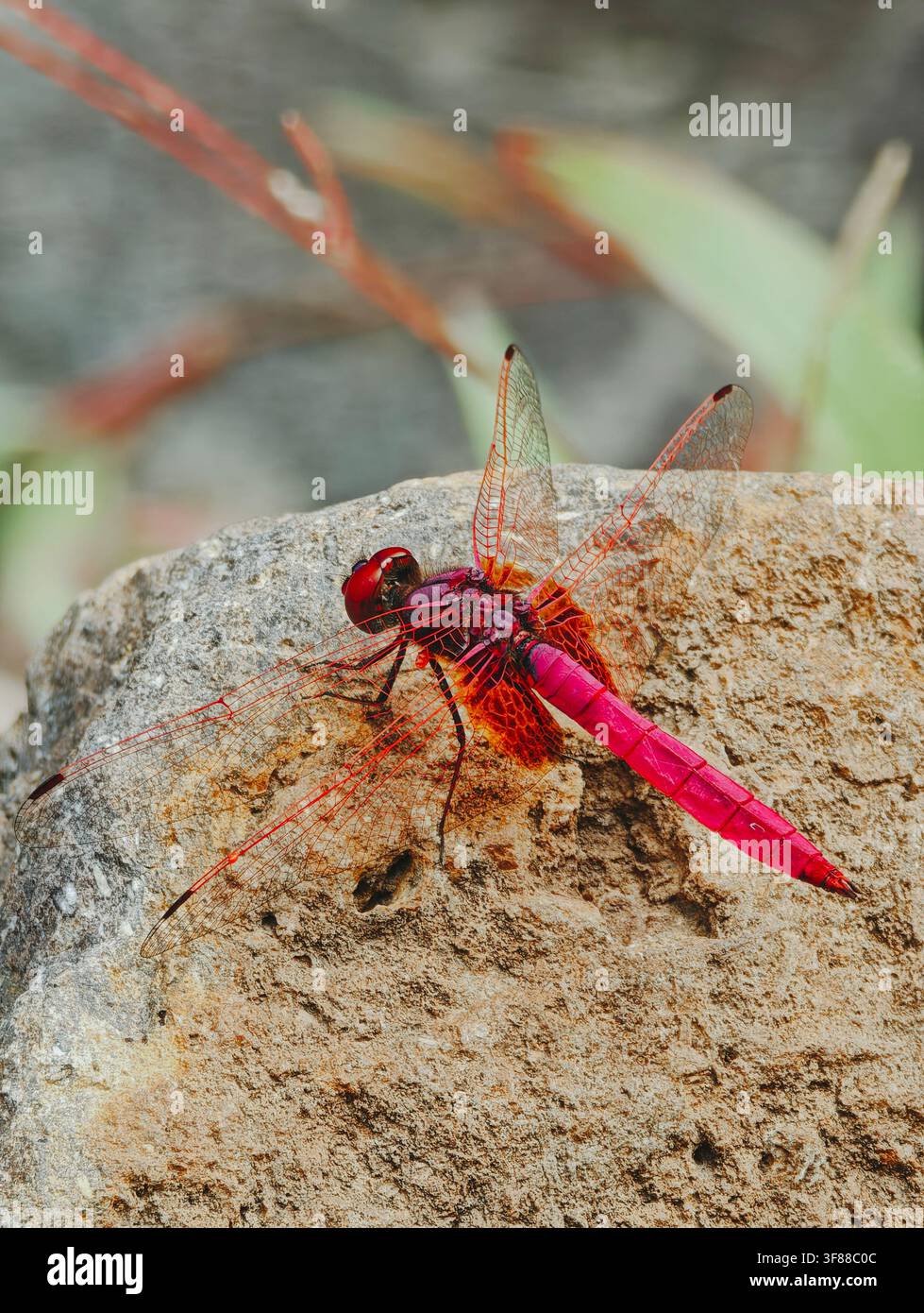 La libellula si è posata sulla roccia - Immagine stock catturata con smartphone