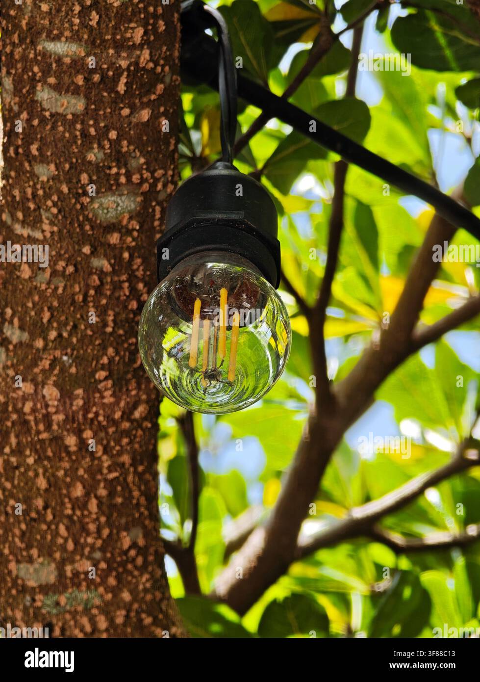 Lampadina sotto la chioma degli alberi - Immagine stock catturata con smartphone