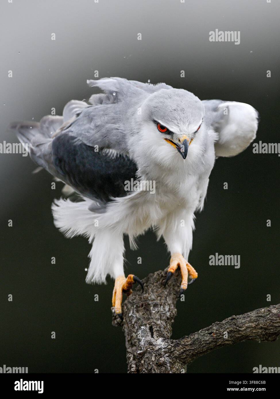 Aquila dalle ali nere appollaiata con uno sguardo rosso intenso e una postura predatrice pronta Foto Stock