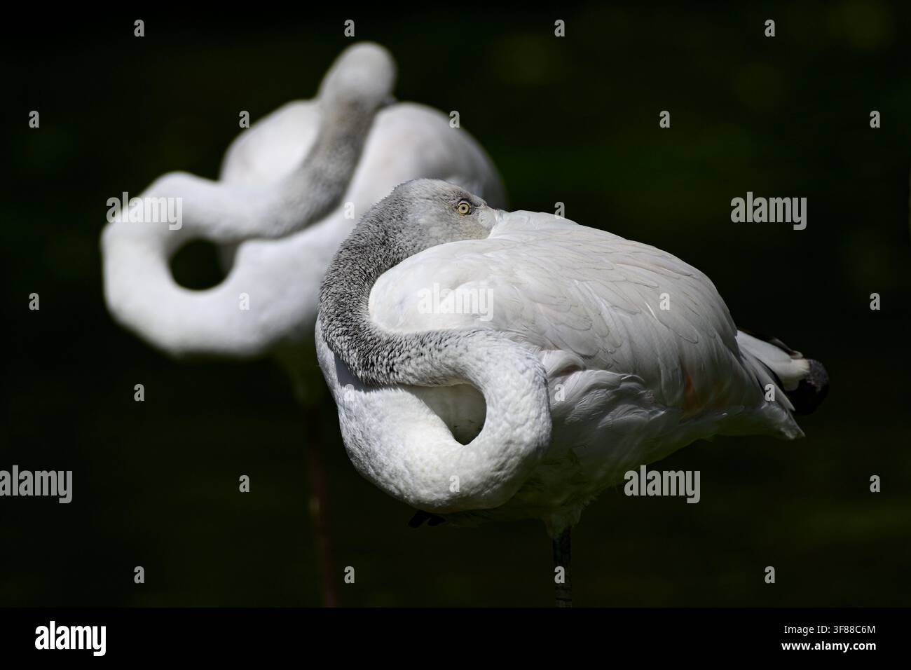 Fenicotteri che riposano su una zampa contro uno sfondo nero profondo Foto Stock