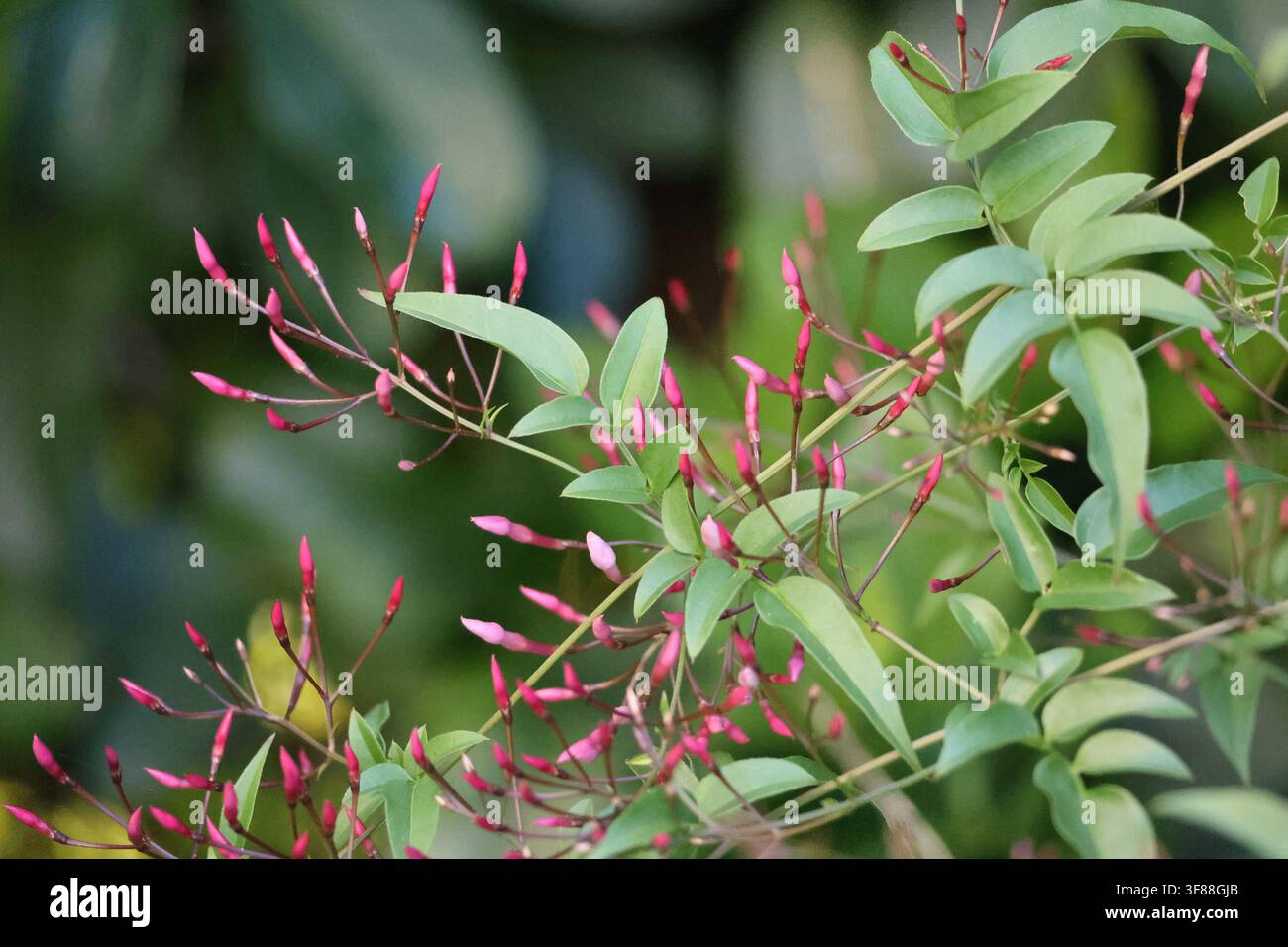 Boccioli e fiori di gelsomino rampicante rosa sulla vite Foto Stock