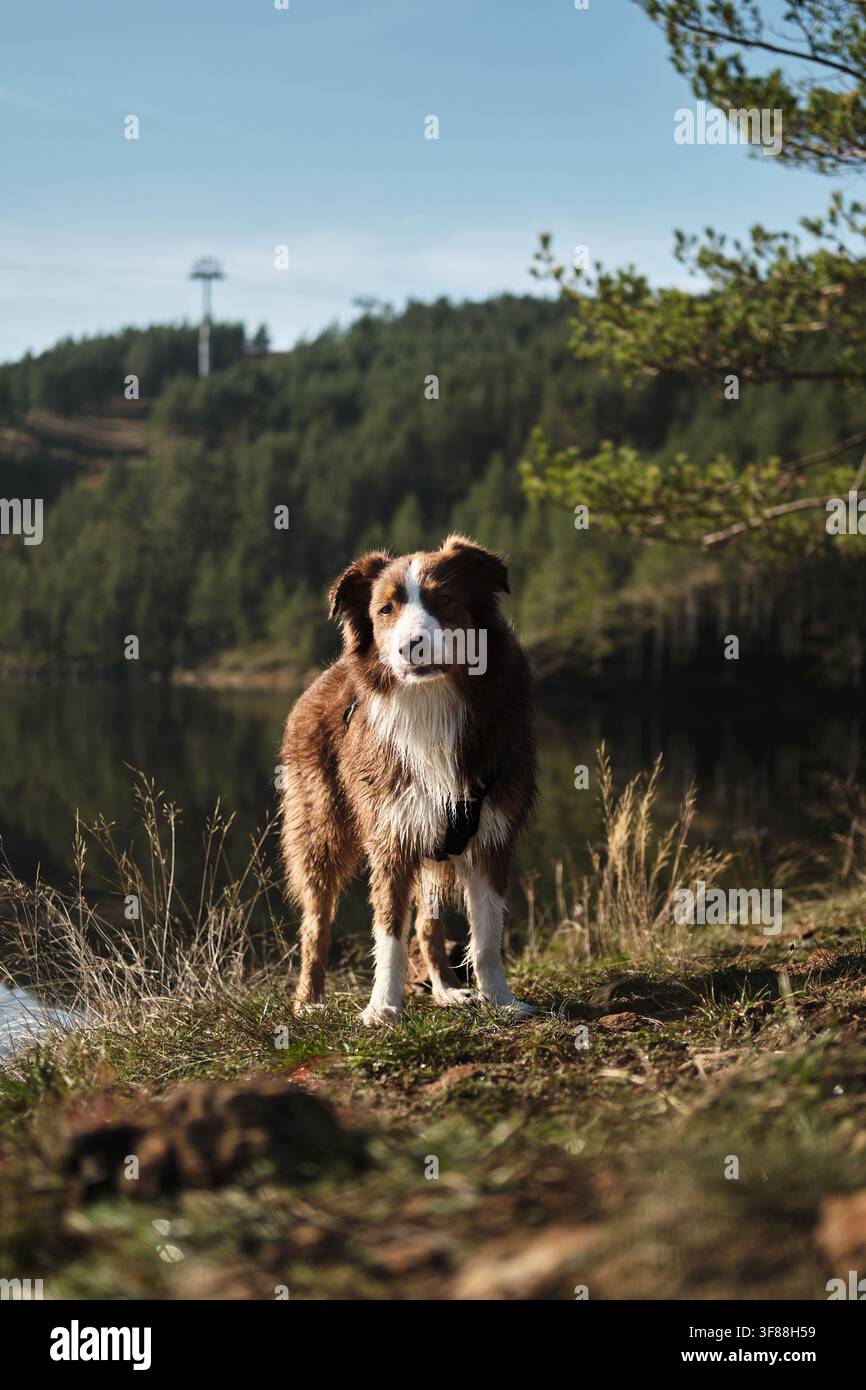 Cane pastore australiano vicino al lago Ribnicko o Ribnicko jezero in una mattina di inizio autunno, viaggio nelle montagne vicino alla città di Zlatibor. La natura del Foto Stock