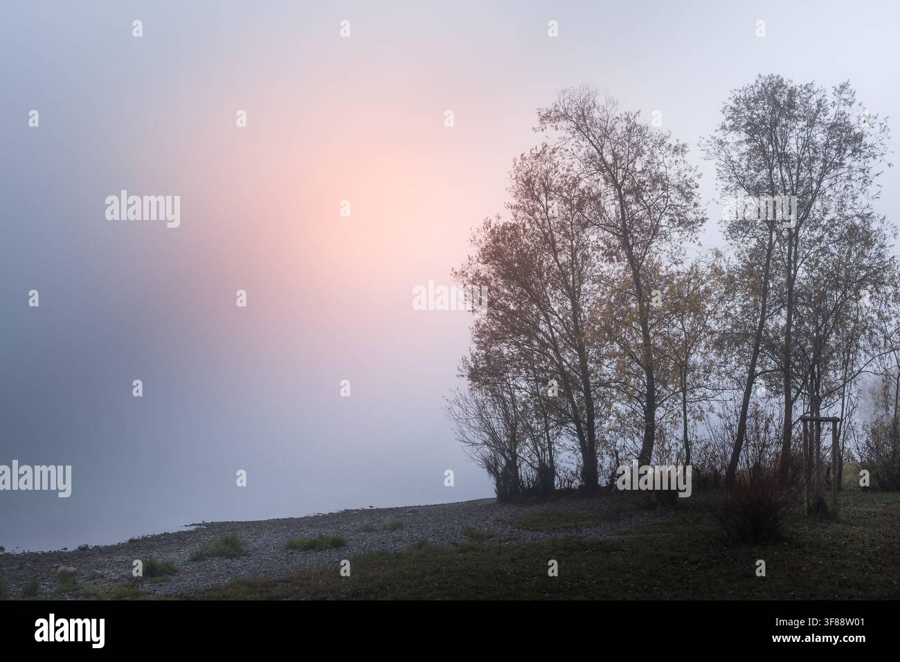 Riva nebbiosa del lago con alberi sul Lago di Costanza, Wangen, penisola di Höri, Germania, Germania Foto Stock