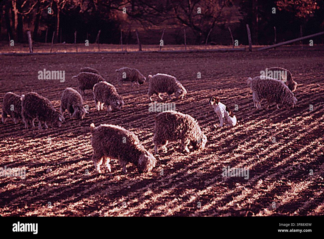 Capre d'Angora guidate da un 'cane selvatico' in una fattoria vicino a Leakey, Texas, il cane essendo stato posto con le capre da cucciolo per tenere lontani gli animali selvatici, in una fotografia scattata il 1 dicembre 1973 come parte del programma DOCUMERICA. Foto Stock