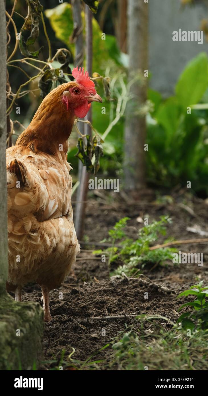 Gallina marrone a libero pascolo su terreno organico della fattoria Foto Stock