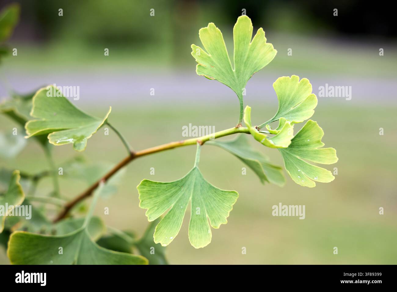 Ramolo fresco di ginkgo biloba verde mostra foglie uniche a forma di ventaglio con delicate gocce d'acqua su uno sfondo sfocato morbido, evidenziando la bellezza naturale Foto Stock