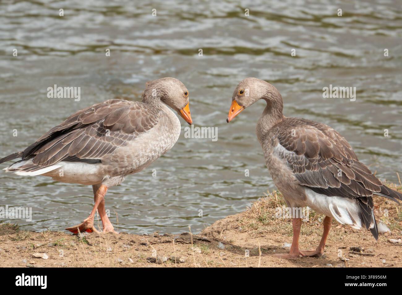 Oche selvatiche di tipo greylag vicino all'acqua dolce, con piumaggio dettagliato, becchi arancioni e comportamento naturale. Foto Stock