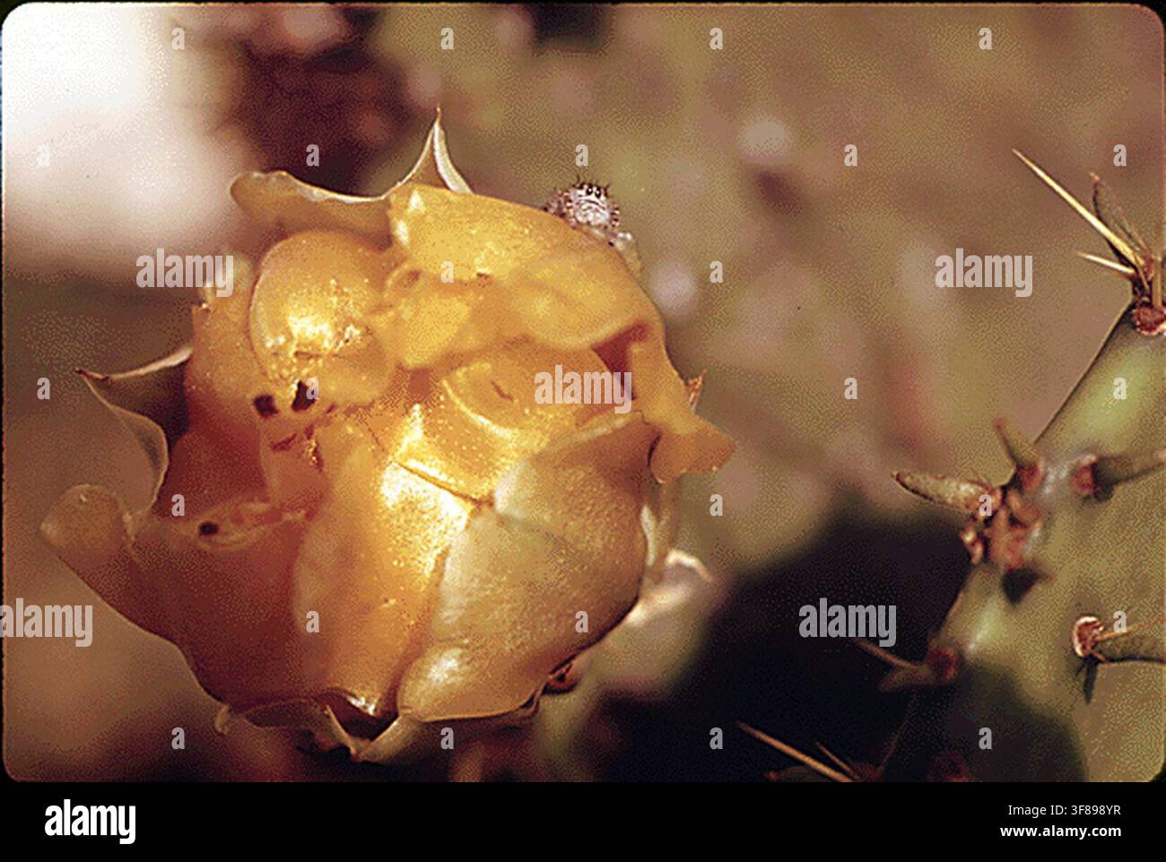 Una rosa gialla di cactus del Texas in fiore nella campagna vicino a San Antonio, fotografata il 1° maggio 1973 nell'ambito del programma DOCUMERICA, un progetto dell'Environmental Protection Agency per documentare temi di interesse ambientale. Foto Stock
