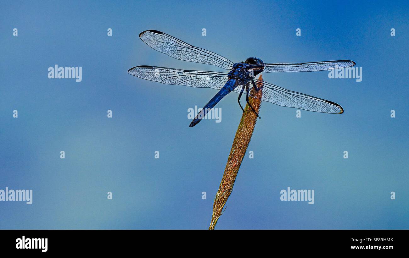 Libellula blu Foto Stock
