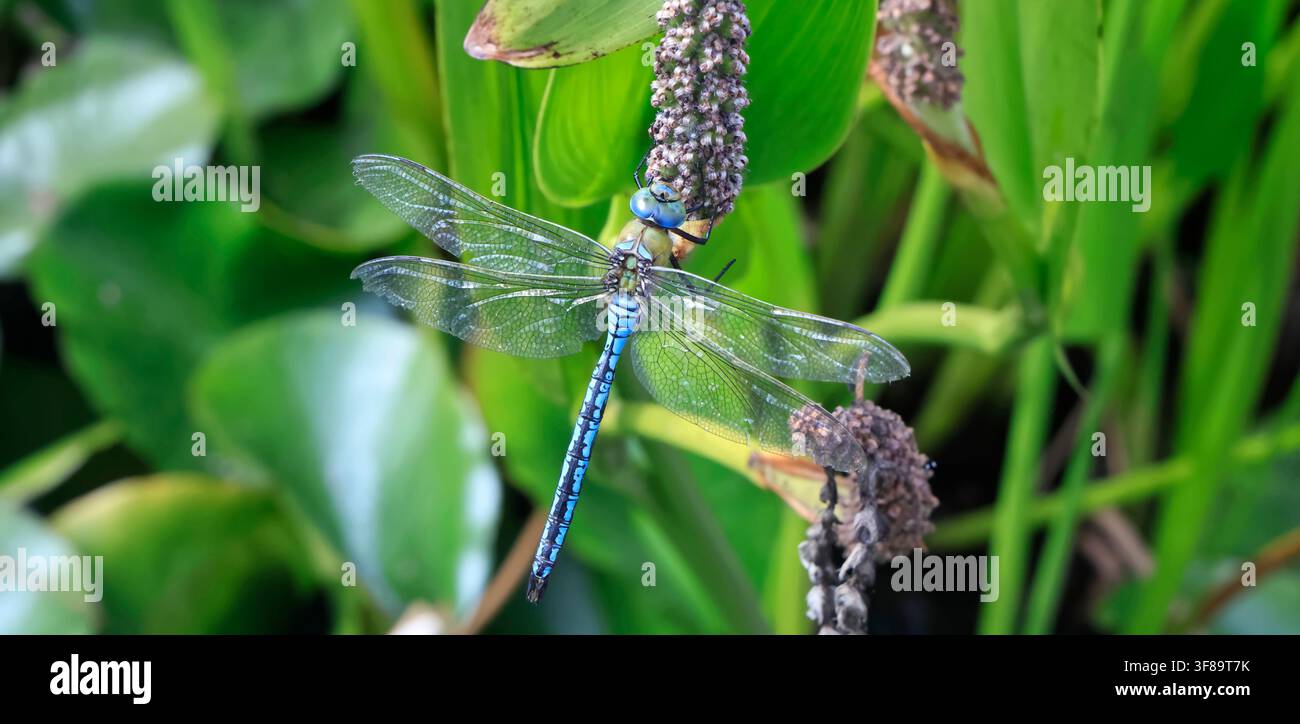 Libellula blu. Libellula imperatore maschio (Anax imperator) a riposo. Scattata nell'agosto 2026. Estate Foto Stock