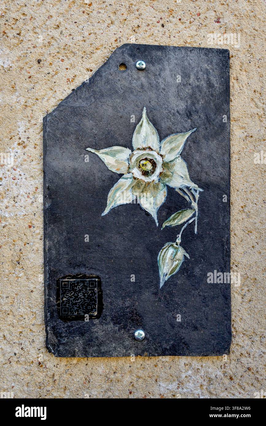 Illustrazione colorata di un fiore di narcisi dipinto su un vecchio ardesia del tetto su un muro di casa a Montmorillon, Vienne (86), Francia. Foto Stock