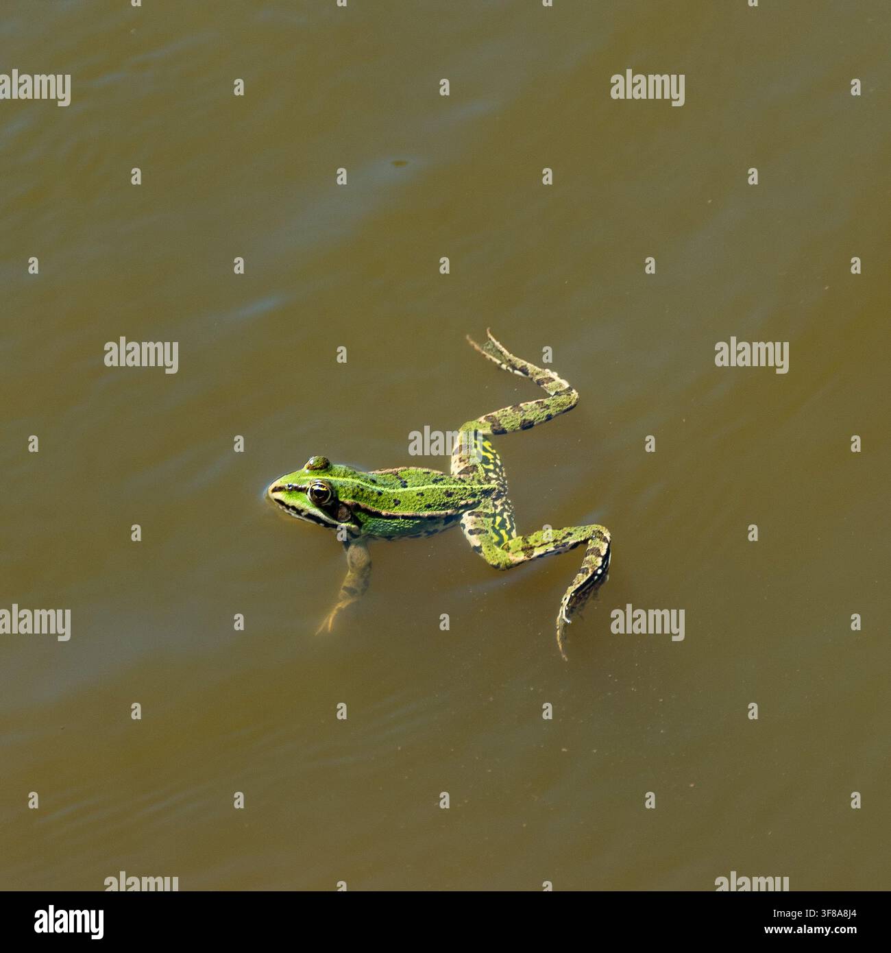 Rana verde si muove attraverso l'acqua torbida dello stagno Foto Stock