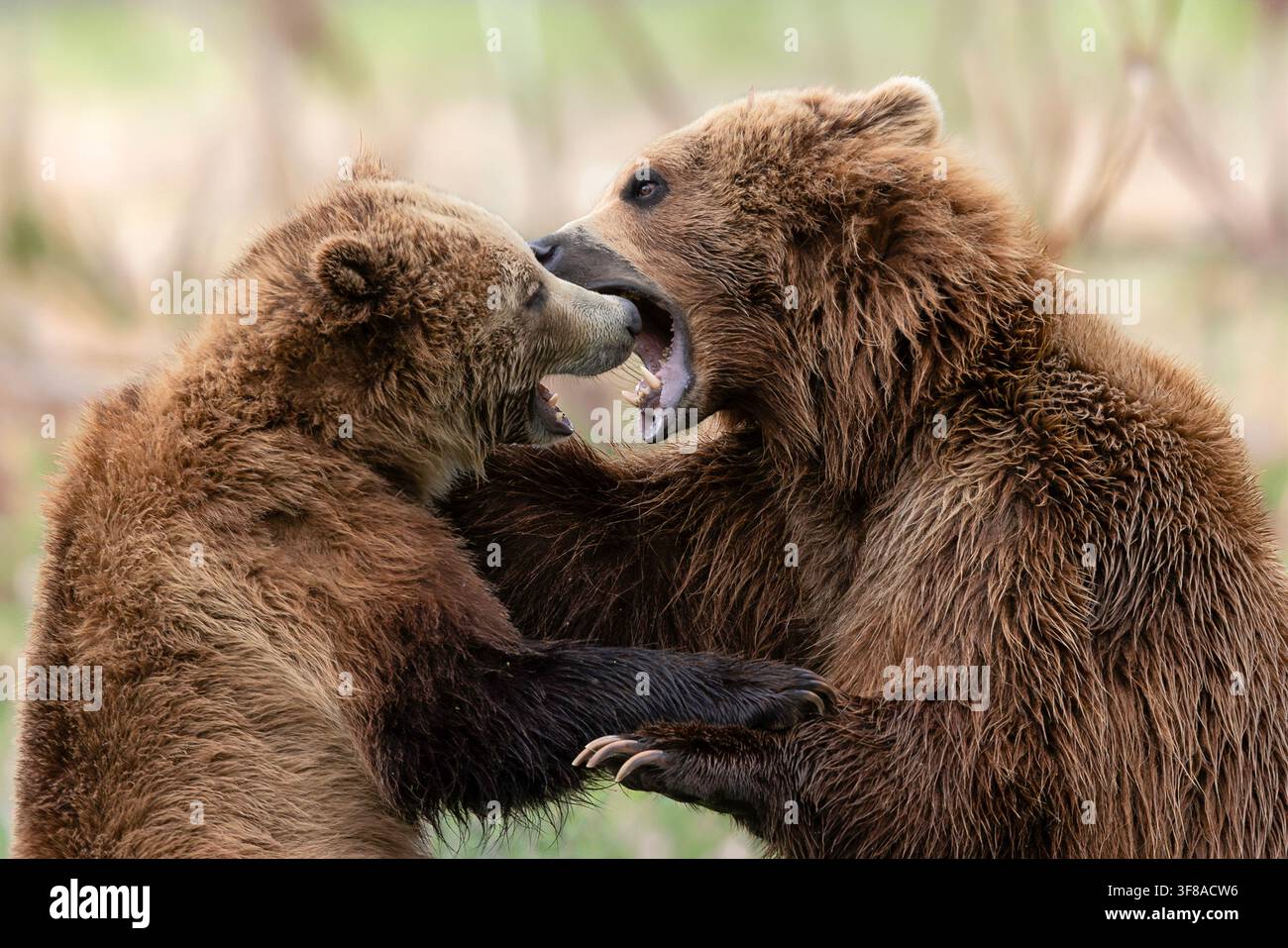 Anche se un grizzly è chiamato orso bruno, può variare dal biondo al quasi nero. Foto Stock