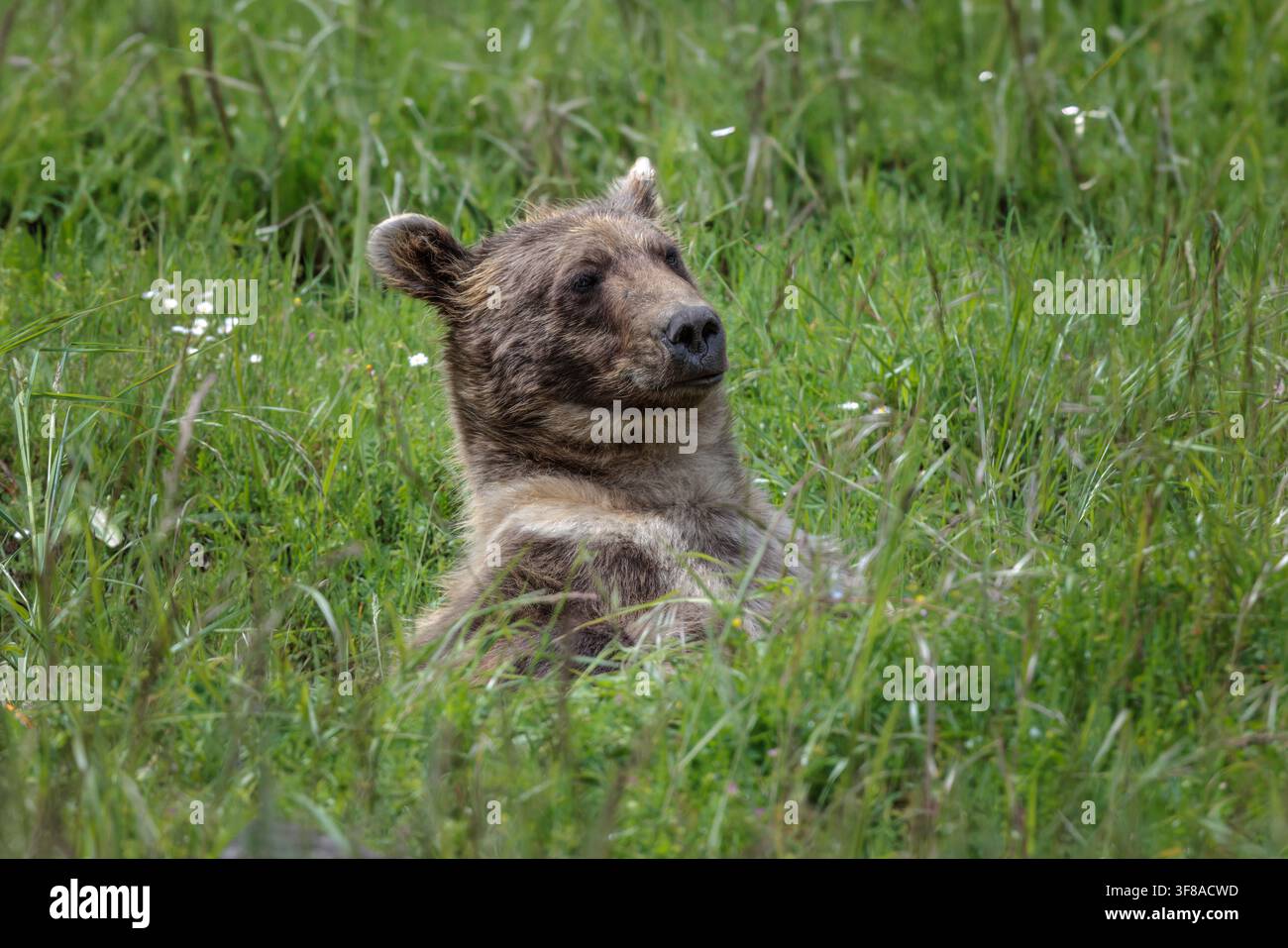 Anche se un grizzly è chiamato orso bruno, può variare dal biondo al quasi nero. Foto Stock
