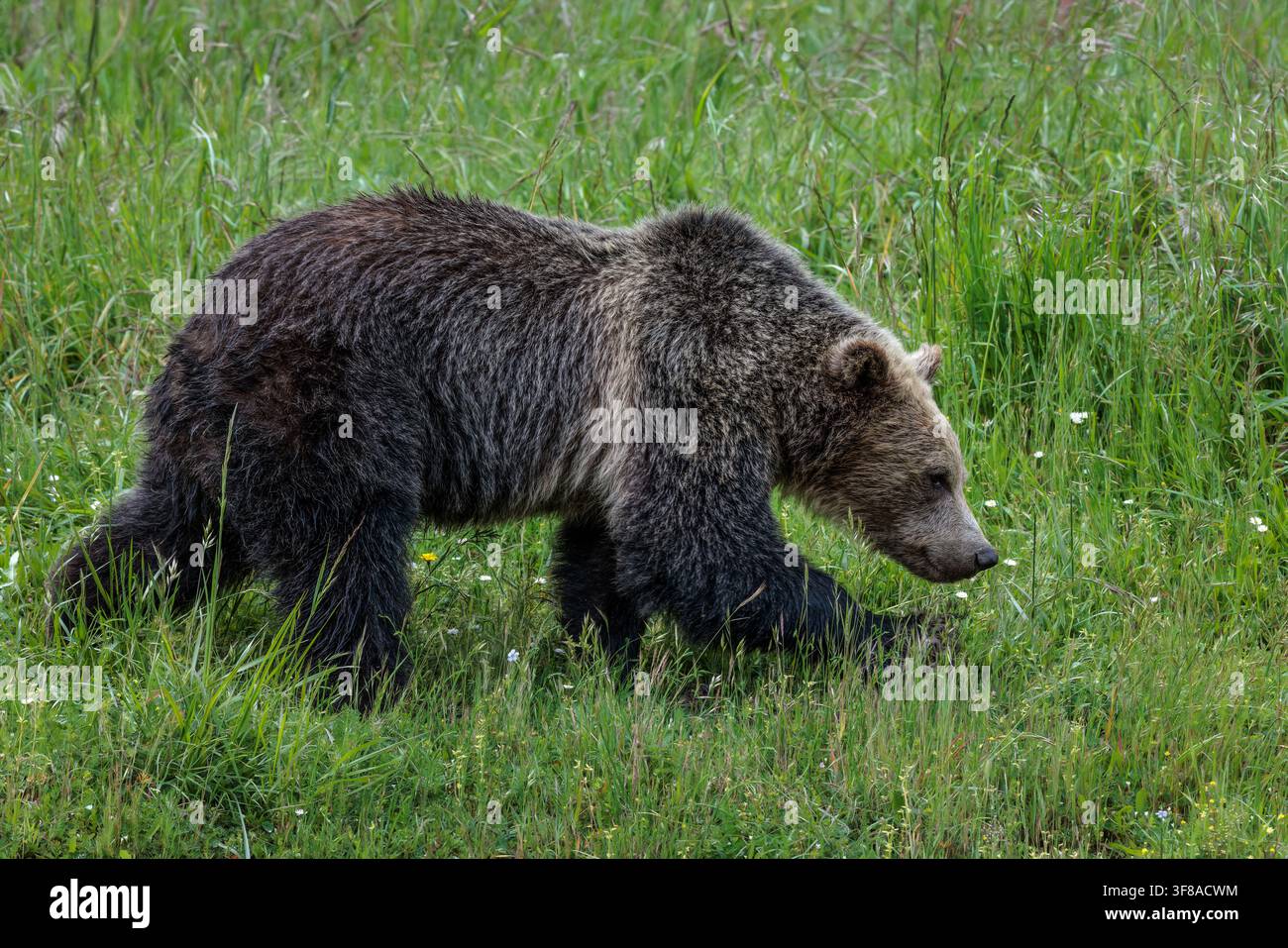 Anche se un grizzly è chiamato orso bruno, può variare dal biondo al quasi nero. Foto Stock