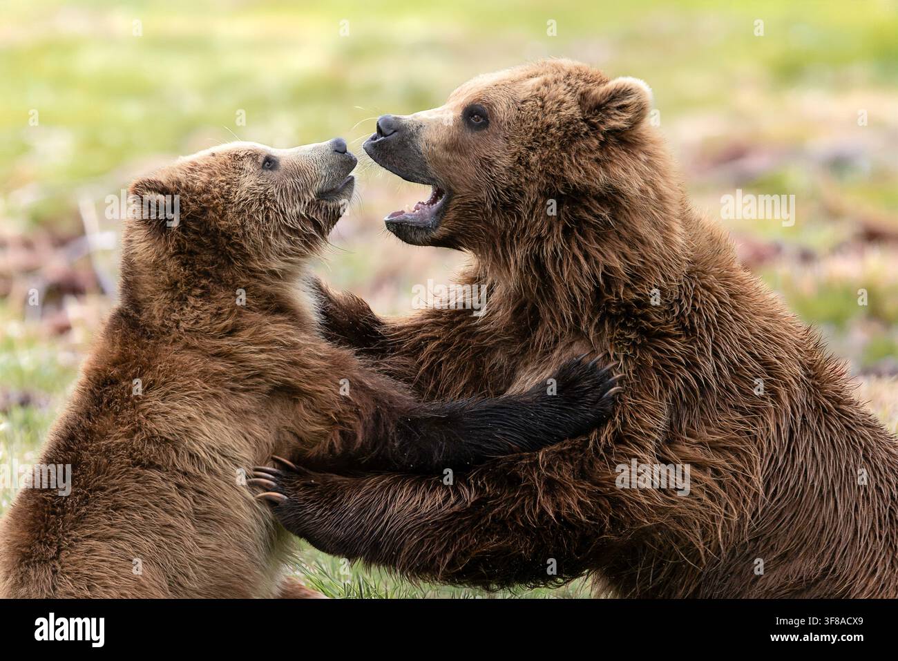 Anche se un grizzly è chiamato orso bruno, può variare dal biondo al quasi nero. Foto Stock